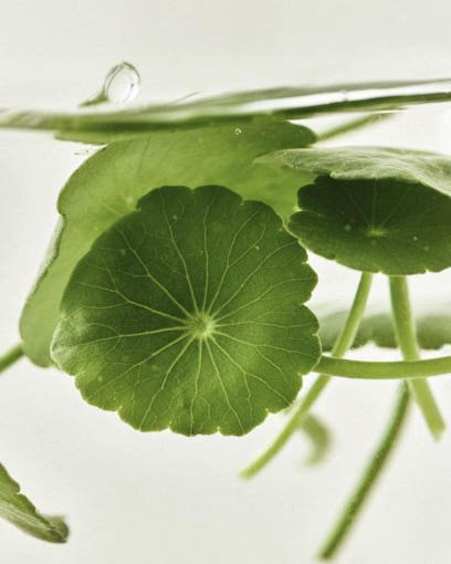 Centella leaves, key ingredient of Light On Serum – view 4